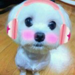 [강아지] 독산4동 말티즈여아
