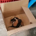주차장에 새끼고양이가 있어요