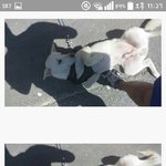 <b>개사진</b> ㅎㅎ