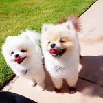 강아지 우울증 극복기 (feat. 쑥덕남매)