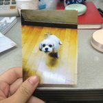 쪼인이를 <b>분양</b>받았어요
