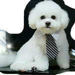 [강아지] 인형일까요?^^