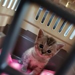 [고양이] <b>요새</b> 내삶의 낙