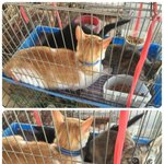 닭장수 트럭에서 닭들과 함께 <b>철장</b>에 갇혀있던 냥이3마리를 구조했는데...