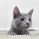 [고양이] 개냥이 <b>러블</b> 허크크 3탄