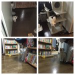 [고양이] 퐁타는 겁쟁이