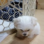 우리별이를 소개 합니다