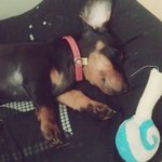 [강아지] 안녕하세요~닥스 숑숑이예요~~^^