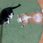 [고양이3분] 뜬<b>금이</b>가 왔어여,,,,