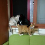 [고양이3분] 아오쿠로뜬금,,,바로 사진 올려드려여,,,(고양이3분)