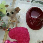 [강아지] 치와와 <b>코코몽</b> 두번째! 귀욤주의