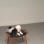 나만 보기아까운 우리집 포<b>메들</b>