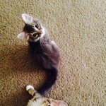 [고양이] <b>미묘</b>중의 <b>미묘</b> smoky &amp; hottie