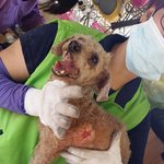 [동행세상] <b>노견</b>의 푸들 애린이가 사는날까지 편히 지낼수 있도록...