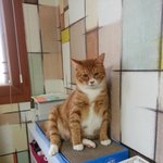 [고양이3분] 아오쿠로<b>뜬금</b>(상반기 마지막 사진들^^)