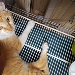 [고양이] (서울,인천,경기)편의점 알바생의 보살핌을 받으며 근근히...