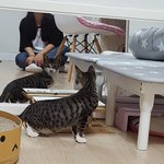 이뻐요!! 털이 비단결같은 <b>배불뚝이</b> 식이와 말괄량이 신이의 가족이...