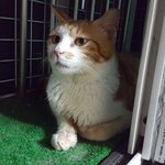 [고양이] (서울,인천,경기)발라당+골골 세트로 반겨주는 순둥이를...