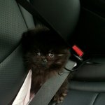 2탄 나만 보기아까운 우리집 포<b>메들</b>