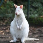 머리부터 <b>발끝</b>까지 새하얀 알비노 동물