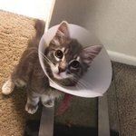 [고양이] <b>사막</b>의 고양이 smoky &amp; hottie 2탄