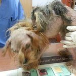 남양주 도로변에서 처참한 몰골로 발견되 구조된 양주.