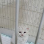 [고양이] 쏨이가 아파요