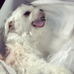 [도와주세요] 저희 개가 (<b>여름이</b>) 다른 개에게 물려 죽었습니다...