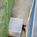 [도와주세요] (+추가 구조 진행 상황) 앞발로만 기어다니는 길고양이...