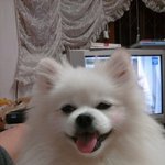 울<b>코난</b>