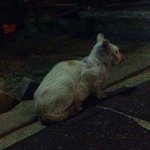 [고양이] 희망이가 별나라로 갔네요.