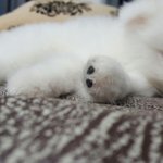 나만보기에 아까운 우리집포<b>메들</b>