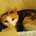[고양이] 1년전 만난 어미 길고양이와의 인연..