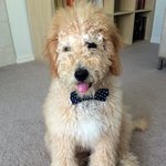 [강아지] 테디베어를 닮은 우리집 강아지, 테디를 소개합니다