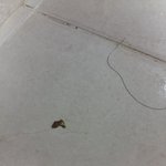 [사진ㅇ] 얘들아 화장실에 더러운 게 있어ㅠㅠ