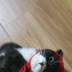 불쌍한 어린 고양이 거둬주실 천사같은 주인님을 찾습니다..