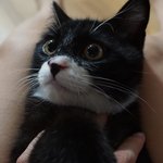 [도와주세요] 예쁘고 불쌍한 어린고양이 거둬주실 천사같은 주인님을...