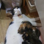 [고양이] 토끼야 미안해...