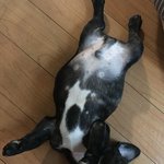 [강아지초보] 아가아가한 프렌치불독<b>임당</b>