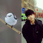 [VIXX] 약간 빅스를 동물에 비유하자면