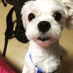 [도와주세요] (추가) 저희개가 (여름이) 다른개에 물려 죽었습니다