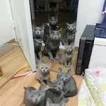 우리집 고양이들