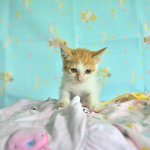 [고양이] 사랑스러운 1개월 아가 냥이 유리의 가족을 찾습니다.