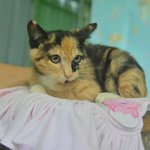 [고양이] 길거리에서 구조된 아기 냥이 규리의 가족을 찾습니다.
