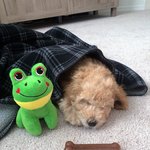 [강아지] 우리<b>집</b> 테디를 소개합니다 - <b>두</b>번째 이야기