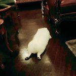 네팔자가 부럽다 <b>봉봉</b>