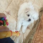 [강아지] 우리집 10개월된강아지 "<b>꼭지</b>"를소개합니다 ㅎ.ㅎ