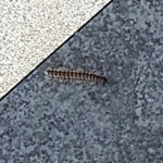 회사에 이상한 벌레가 자꾸 <b>번식</b>해요