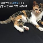 [고양이] 페북공유만하면 길냥이 <b>사료</b> 후원가능함!!ㅠㅠ