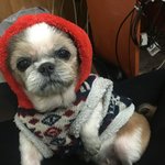 [강아지] 시<b>츄</b>는 사랑입니다~